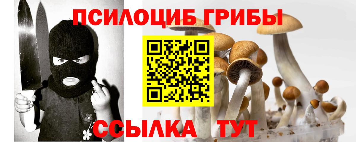 Галлюциногенные грибы Psilocybe Моздок
